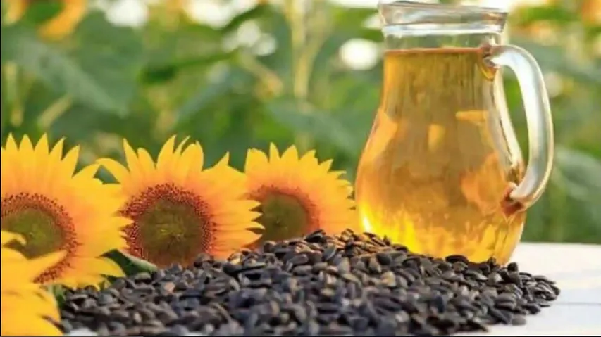 Sunflower Oil
