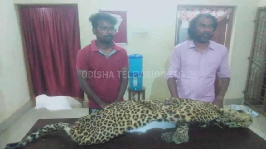 A joint team of WCCB, and forest officials seizes leopard hide following a raid near Jashipur 