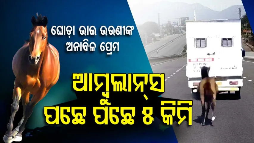 Horse Gallops For 5 Miles