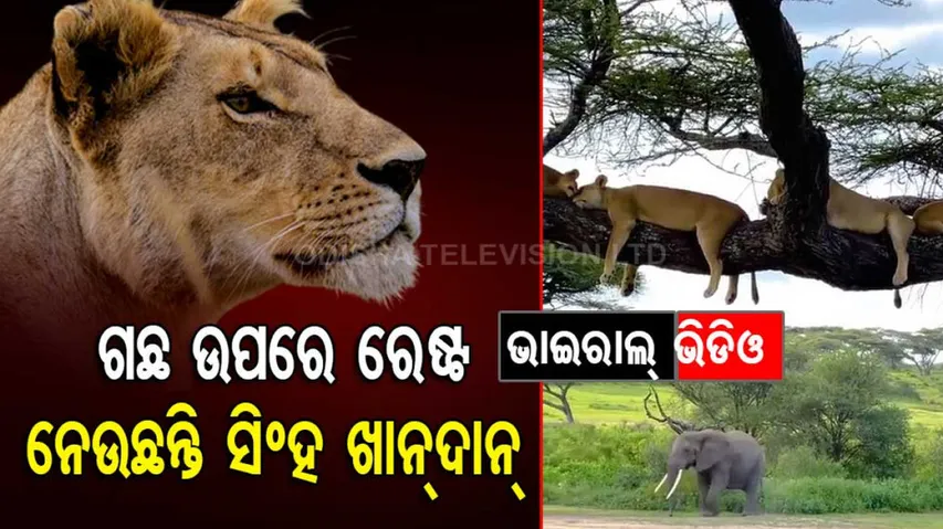 Seeing the sleeping lions in the forest silence spread the whole family was seen resting on the tree