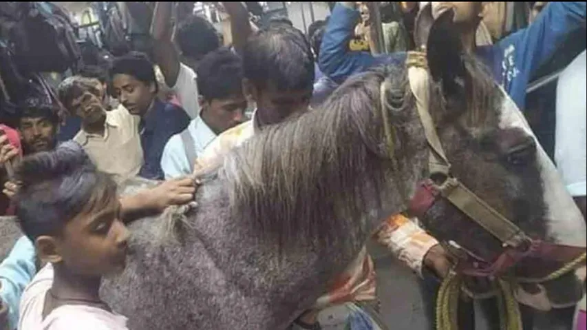 Horse Seen Travelling In Train In Bengal, Owner Arrested