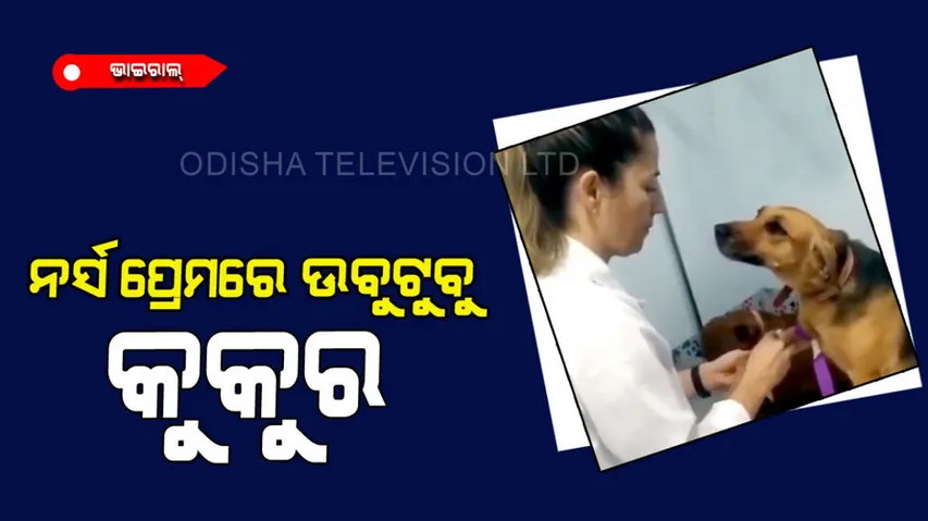 Dog watching nurse with love 