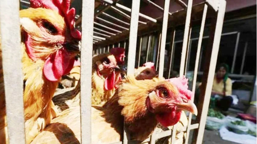 China Reports 1st Human Case Of H3N8 Bird Flu