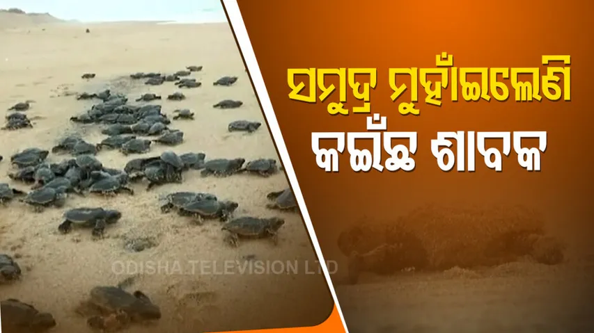 Olive Ridley Hatchlings Make Their Way To Sea in Konark