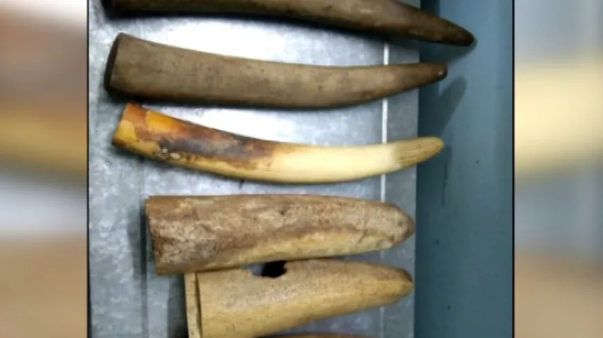 Elephant Tusks Seized