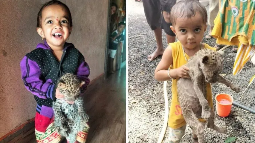 Treating Leopard Cub Kitten Children Brought Home Farm Then Lcla