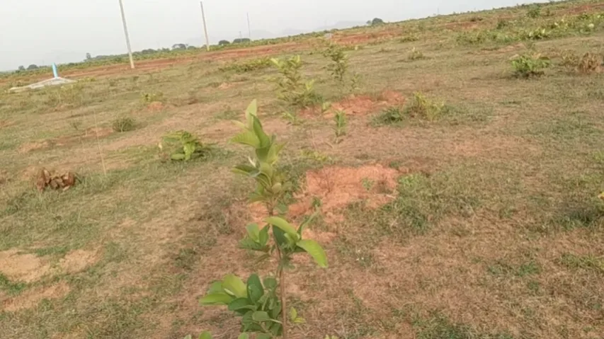 NGT slaps Rs 1 crore fine on Odisha govt 