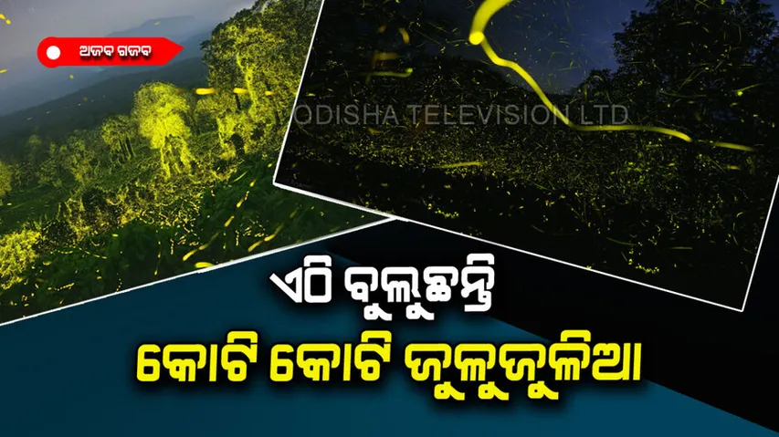 Billions of fireflies illuminate an Indian wildlife sanctuary