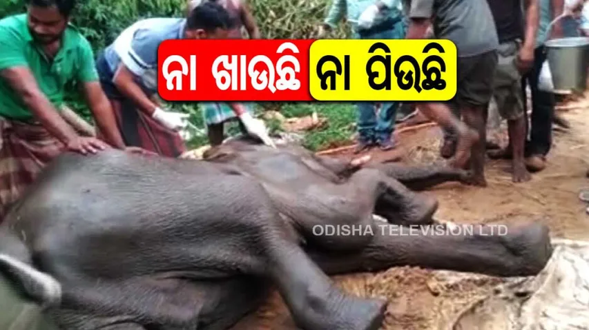 Save Athagarh Elephant