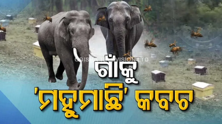 Bee-fence and Elephant Herds