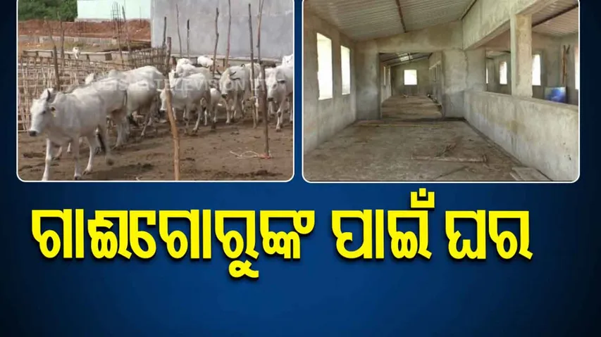 Volunters Open Shelter For Stray Cattle