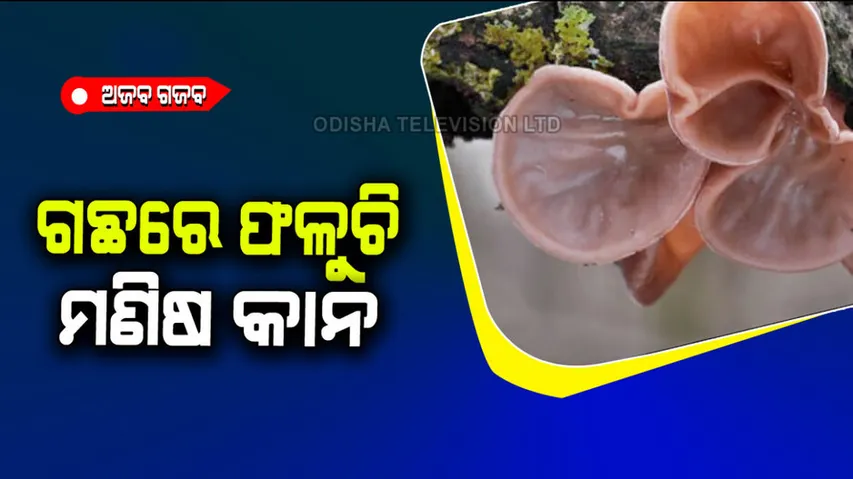 Jelly ear fungus from tree