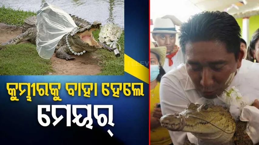 Alligator in white wedding dress! This Mexican mayor marries reptile to secure prosperity