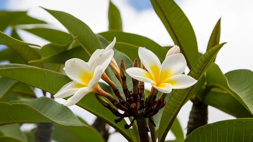 know which plant you should have to plant during sawan mhadev month