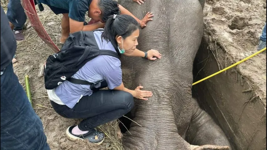 Elephant Rescued