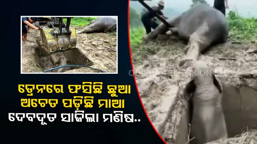 Mother elephant faints after baby falls into manhole, Watch how vets revived her