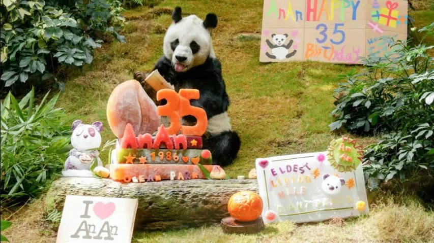 An An, world's oldest male giant panda, dies at 35