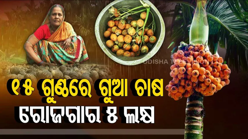 Konark farmer cultivates Betelnut