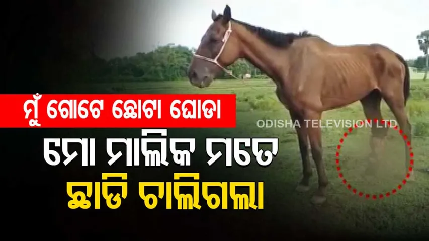 Ailing Horse Abandoned By Owner On Roadside In Mayurbhanj