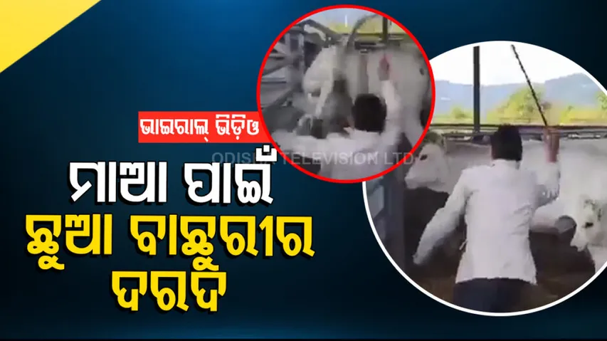 Man was hitting cow by the stick calf jumping immediately then what happened next see viral video