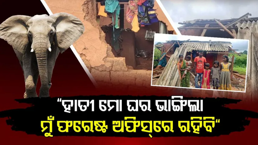 Elephant Destroy Home