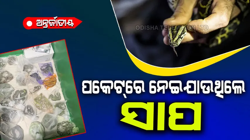 US Smuggler Caught With 60 Snakes, Lizards And Reptiles In His Pants