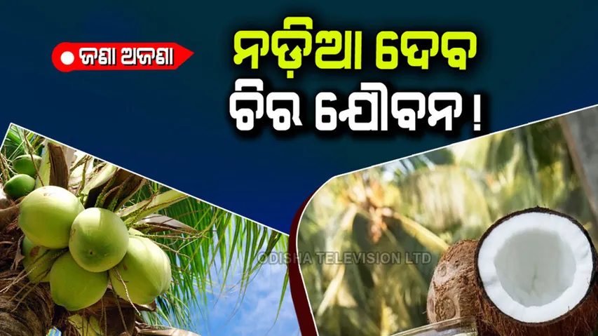 History, Significance, Theme and Interesting Facts About coconut