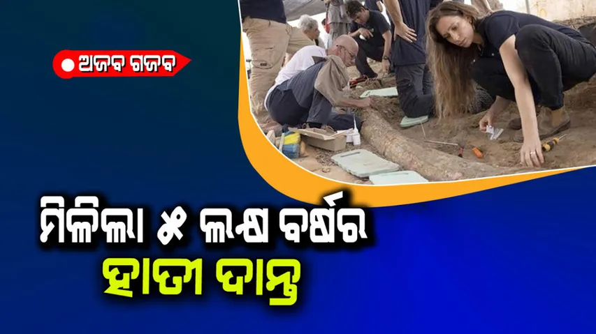 5 lakh year old ivory found in israel