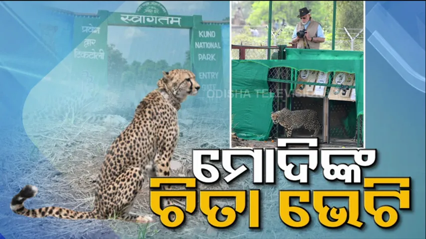 Modi Gift Cheetah 
