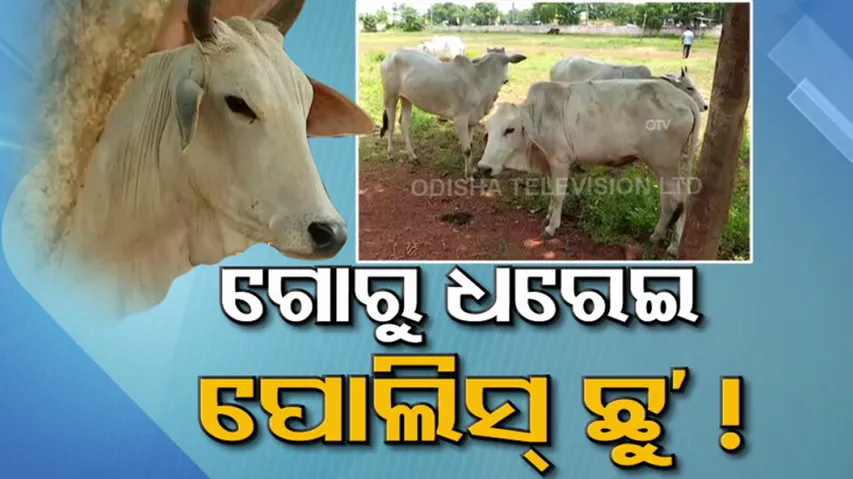 ଗୋଚାଲାଣ ମାମଲା