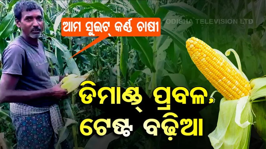 Sweet corn makes Dhenkanal farmers smile