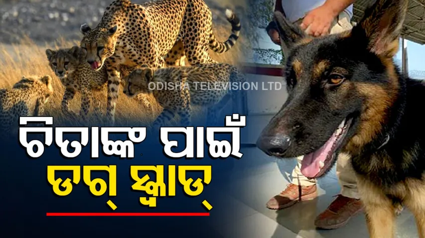 Super Sniffer Dog Squad