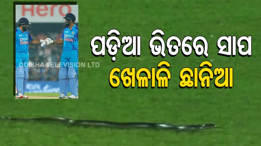 Snake In Ind Vs SA T20 Match