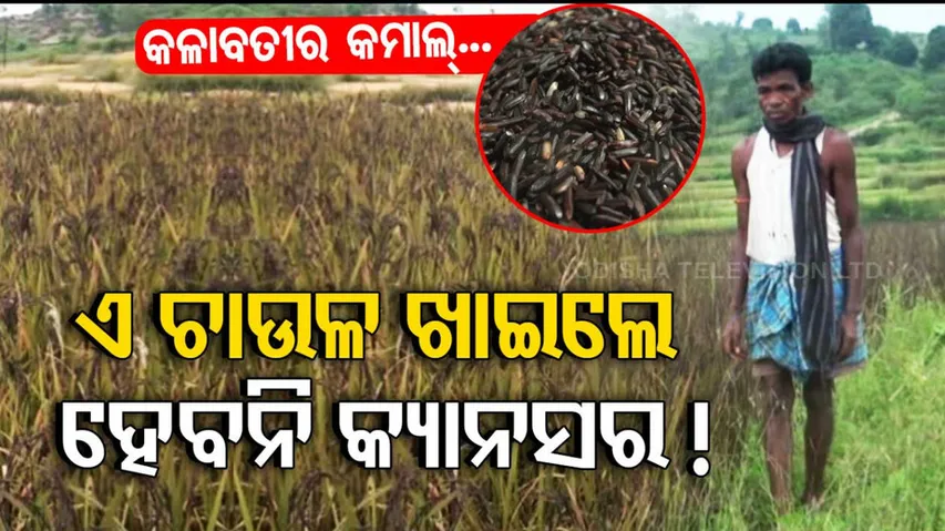 Koraput rice