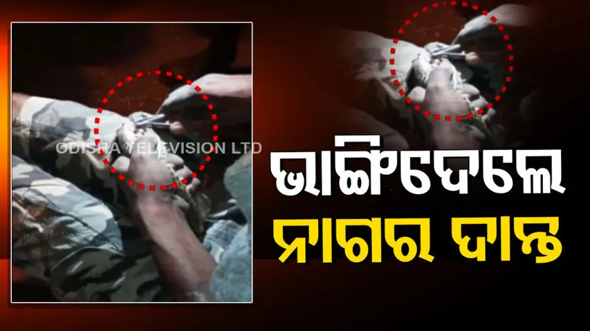 Video of torturing cobra goes viral