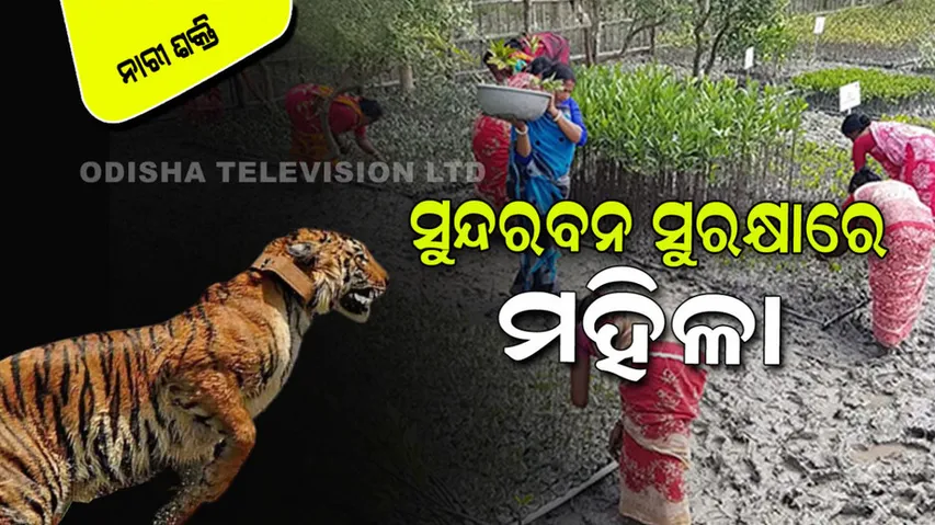 Women of Sundarbans are on the defensive