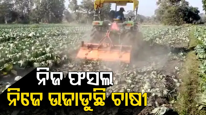Farmers Destroys Cabbage Crop