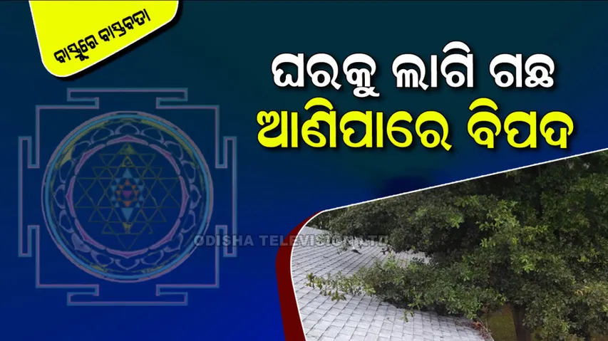 Trees Touching the House and its Influence