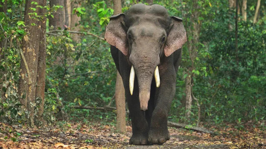 Elephant Death
