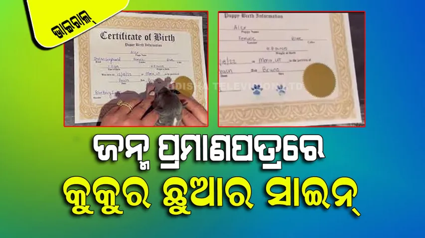 Puppy Signs Its Birth Certificate With Paw Prints