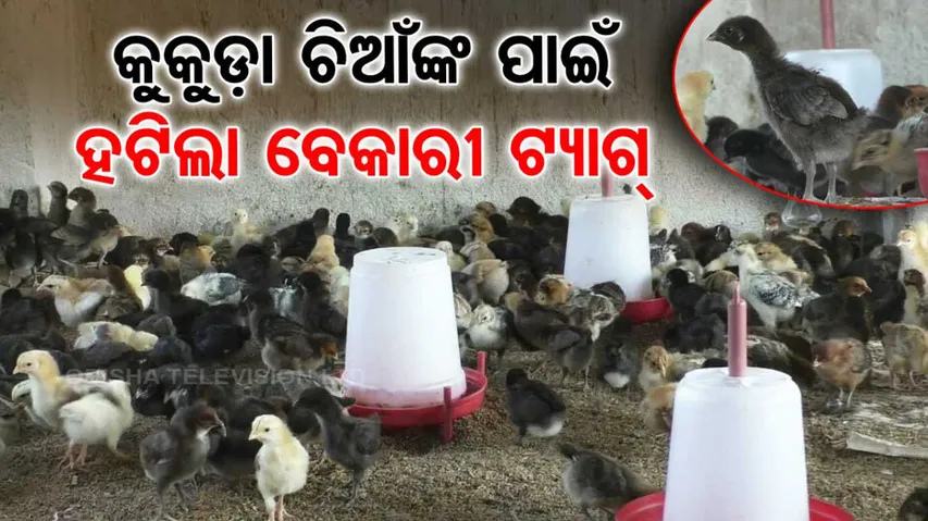 Poultry farming