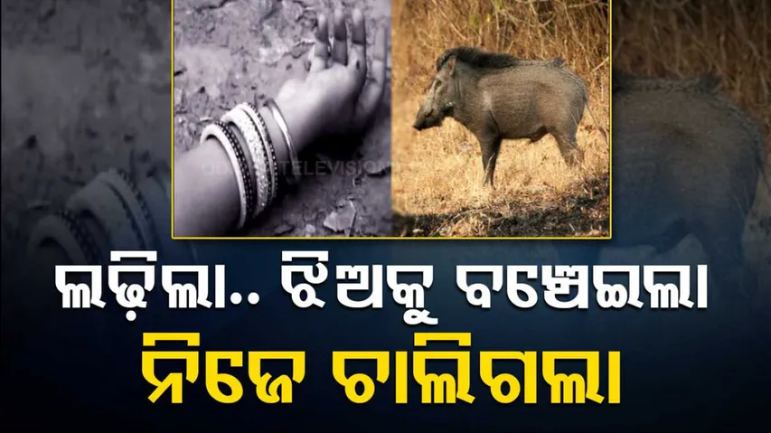 Chhattisgarh Woman Dies Fighting Wild Boar To Save 11-Year-Old Daughter