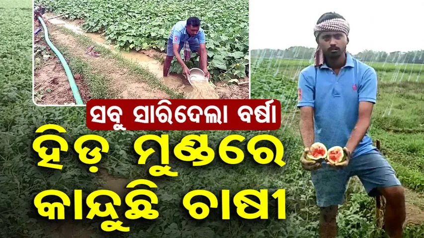 Unseasonal Rains Destroy Crops In Odisha