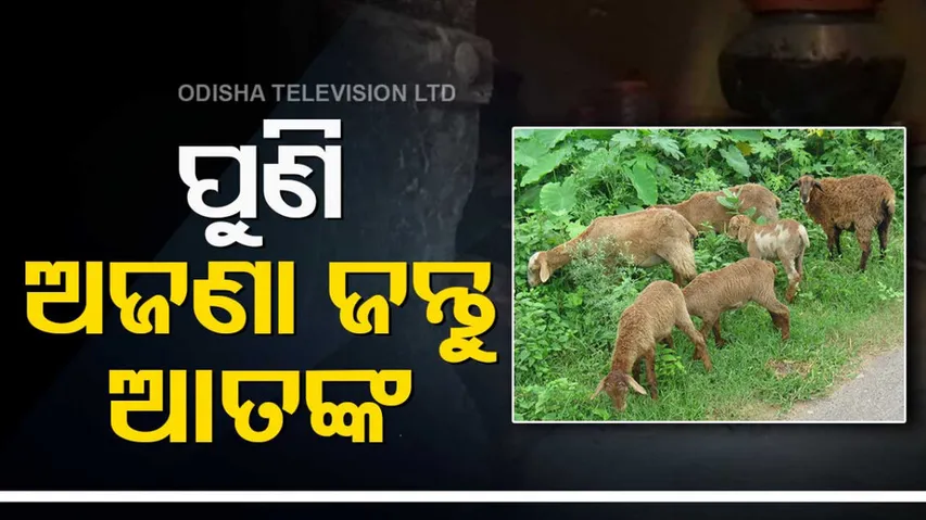 Unknown Animal Attack in Niali