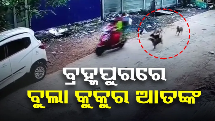 Berhampur Stray Dog Attack