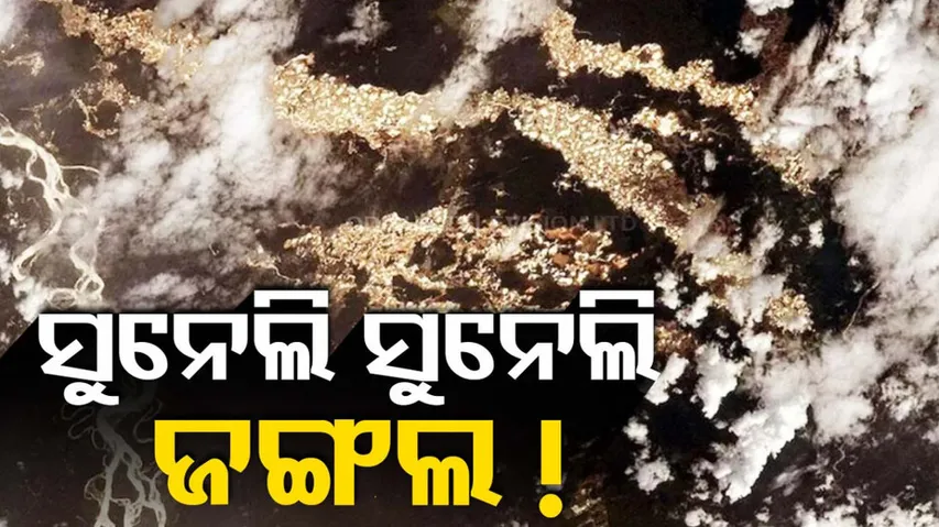 Gold Glitters In The Forest Of Peru