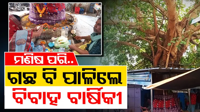 Marriage anniversary of tree