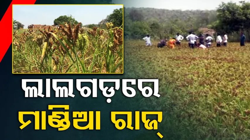 millet in Odisha’s 