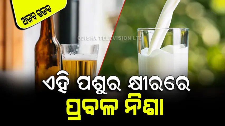 Elephant Milk Contains 60 Percent Alcohol