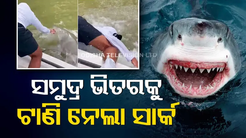 Shark Attack Viral Video